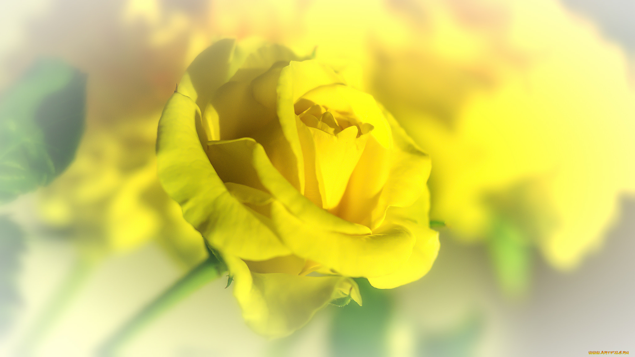 , , bud, petals, rose, , , , blossoms, leaves, , 